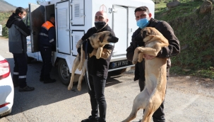 Bayraklı'da hayvanseverlerden örnek dayanışma!