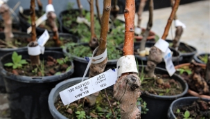 Buca Belediyesi'nden üreticiye 13 çeşit meyve fidanı