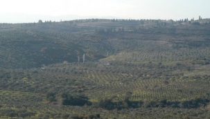 'Hileli' ÇED izni Meclis gündeminde: Torbalı'da binlerce zeytin, incir ve şeftali ağacı kesilecek