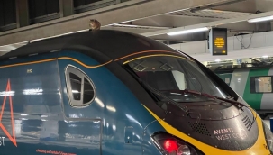 Hızlı trenin üzerine çıkan kedi seferleri aksattı!