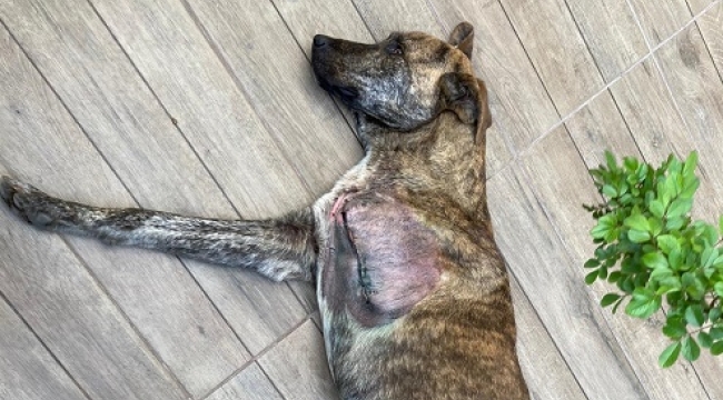 İzmir'de sokak köpeğinin bacağını kestiler: Kaza mı yoksa 'büyü' mü?
