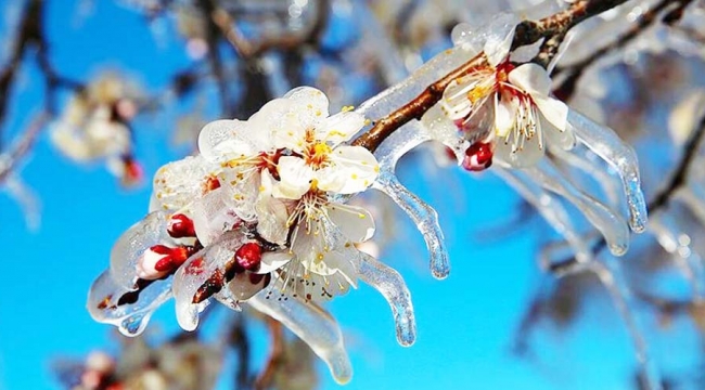Meteoroloji'den İzmir'e zirai don uyarısı