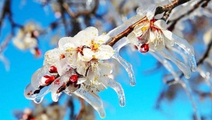 Meteoroloji’den İzmir'e zirai don uyarısı