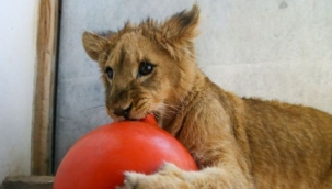 İzmirli aslan yavrusu 'Eva' sürüye katılacak