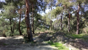 Ormanlık alanda korkunç görüntü: Kafatası ve kaburga bulundu!