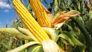 'Türkiye, 115 bin ton mısır ithal etti' 