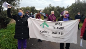 100 yıllık zeytinler otele kurban gidecek! Çevreciler isyanda