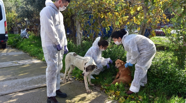 Bornova’da can dostlarına hizmette ara yok