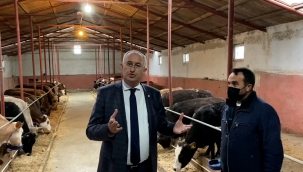 CHP'li Sertel Karslı yetiştiricinin isyanını dinledi: Kazanamıyoruz 