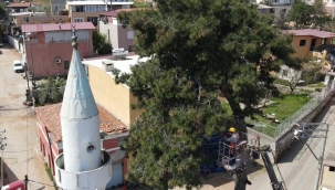 Güzelbahçe'nin asırlık ağaçlarına bakım!