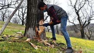Büyükşehir'den üreticiye 'kestane kanseriyle' mücadelede destek!