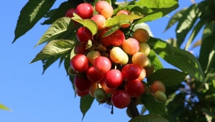 Manisa'da sezonun ilk kirazı: Kilosu 500 TL