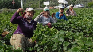 Menemenli çilek üreticilerinin sorunları Meclis gündeminde!