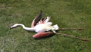 Flamingoların ölüm nedeni belli oldu!