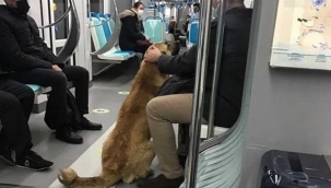 Tramvay, vapur, İZBAN... İzmir'i toplu ulaşımla gezen köpek Sam bulundu!