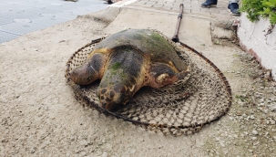 İzmir'de 'yok artık' dedirten olay: Caretta carettayı silahla vurdular