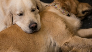 ABD'de köpeklerin ömrünü uzatma çalışması: Başarılı olunursa insanlarda da denenecek 