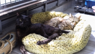 Deprem mağduru Beyaz, Engelli Kedi Evi’nde hayata tuttundu!