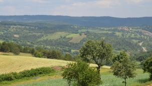 Ege'nin tahıl ambarında kırmızı alarm: Yüzde 90 kayıp