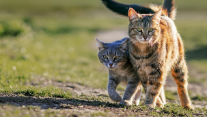 ‘Hayvan hakları’ düzenlemesine yeniden revizyon 