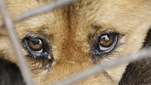 İzmir'de çocuğunu ısıran köpeği vurdu