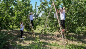 İzmir'de kiraz hasadı için 'Biz Varız' dayanışması! 
