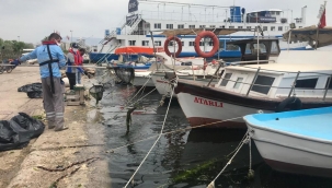Körfez'deki deniz marulları temizleniyor!