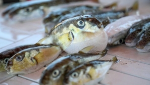 Resmi Gazete’de yayımlandı: Balon balığı avlayana 5 TL ödenecek