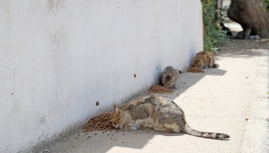Tam kapanmada can dostlar unutulmadı 
