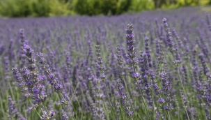 Buca’nın lavantaları filizlendi   