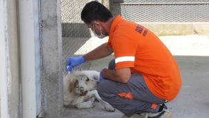 Gaziemir’de parazit mücadelesi 