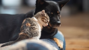 Hayvan koruma kanunu hazır! 