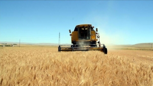 İzmir'de bahar yağışlarındaki düşüş hububatı vurdu!