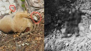 İzmir’de vahşet! Yavru köpeklerin başı kesilmiş! 