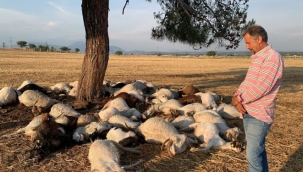 İzmir’de yıldırım düştü, 55 küçükbaş hayvan telef oldu 
