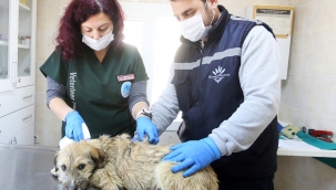 Karabağlar'da kısırlaştırmalar aralıksız sürüyor 