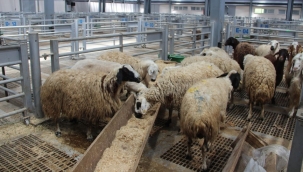 Kızılay vekaletle kurban kesim bedelini belirledi 