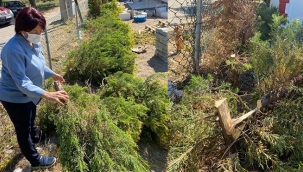 Mordoğan’da doğaya hain saldırı: Ağaçları kesip duşları parçaladılar!