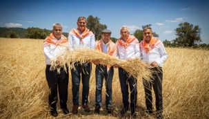 Saz çavdarının ilk hasadı yapıldı 