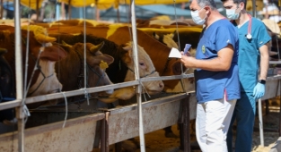 Belediye ekipleri kurbanlık denetimi için sahaya indi