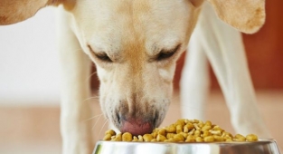 Bilim insanları köpek mamalarına karşı uyardı: Halk sağlığına yönelik küresel tehdit