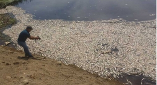 Eskiden su içilirdi: Menderes Nehri göz göre göre ölüyor 