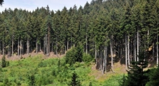 İzmir'de ormanlık alanlara giriş yasaklandı: 30 Ekim'e kadar sürecek