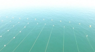 Müsilaj ile mücadele: Midye çiftlikleri kuruluyor