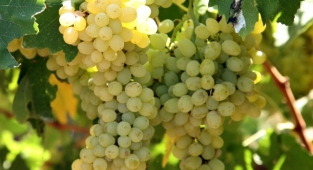 Sultanların gözdesi: Manisa'nın Çekirdeksiz Sultani Üzümü ihracat yolcusu