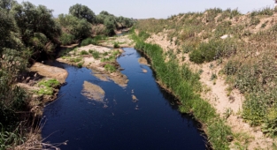 İşletme atıklarının siyaha boyadığı Alaşehir Çayı, Gediz'i zehirliyor!