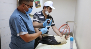 Kınık'ta bulunan yaralı leylek emin ellerde!