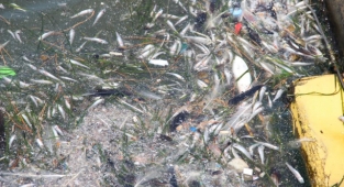 Korkutan manzara: Bostanlı sahile ölü balıklar vurdu