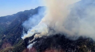 Köyceğiz'de orman yangını!