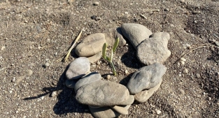 Nesli tükenmekteydi.. Karaburun'da çiçek açtı: Koparmanın cezası 80 bin TL!